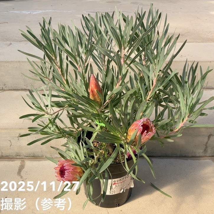 楽天市場】おしゃれ 観葉植物 花苗：プロテア ピクシー*7号 現品をお