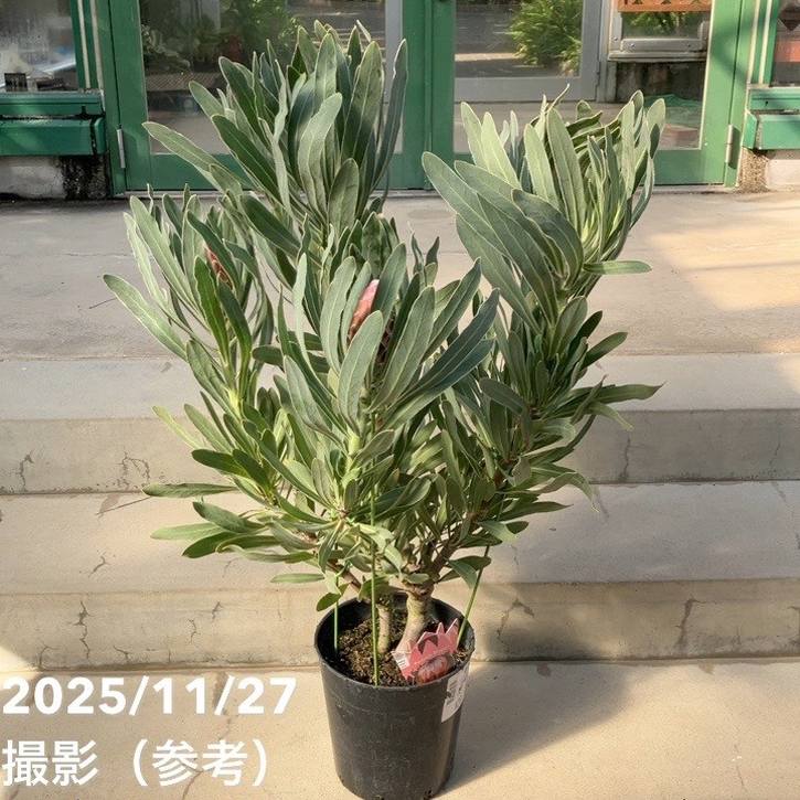 マック　5ポットセット ブラヘア　アルマータ 楽天市場】【現品発送】ブラヘア アルマータ 7号ポット植え（v05