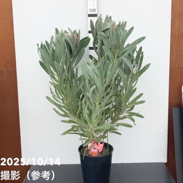 マック　5ポットセット ブラヘア　アルマータ 楽天市場】【ケース販売：10入】 ブラヘア（アルマータ） 3.5号