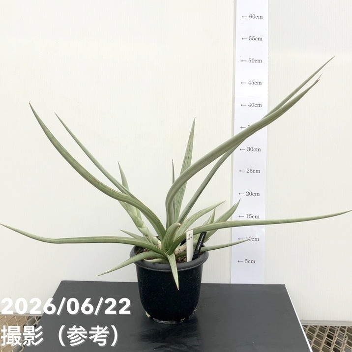 【決算P10倍！8/2まで】【現品お届け】サンスベリア 5号 ダンシングドラゴン（S217）｜観葉02-D2｜赤塚植物園　店 24,900円