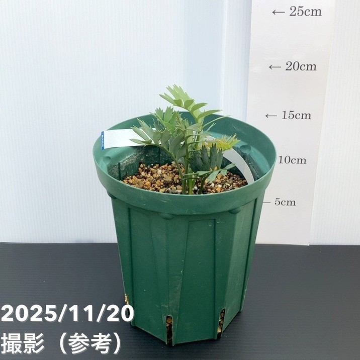 楽天市場】【現品発送】エンセファルトス（アフリカソテツ）トリスピ