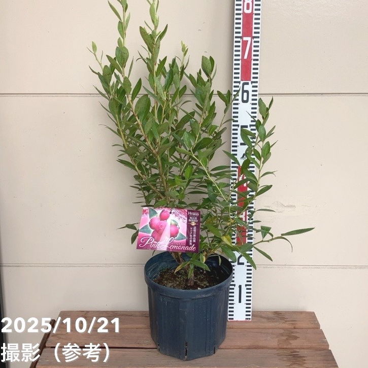 楽天市場】ハイブリッドブルーベリー ピンクレモネード 果樹苗 苗木 苗