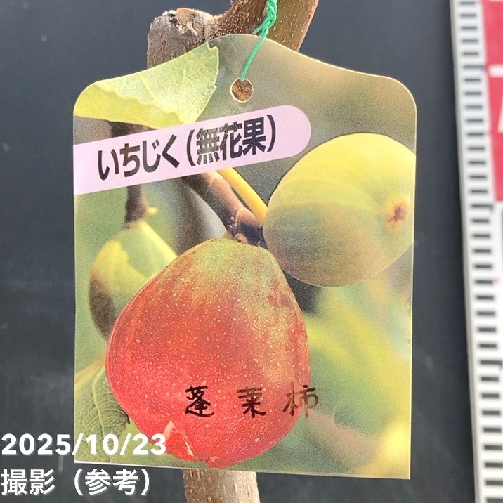 楽天市場】いちじく蓬莱柿(ホウライシ) 3.5号サイズ 苗 : 母の日 花