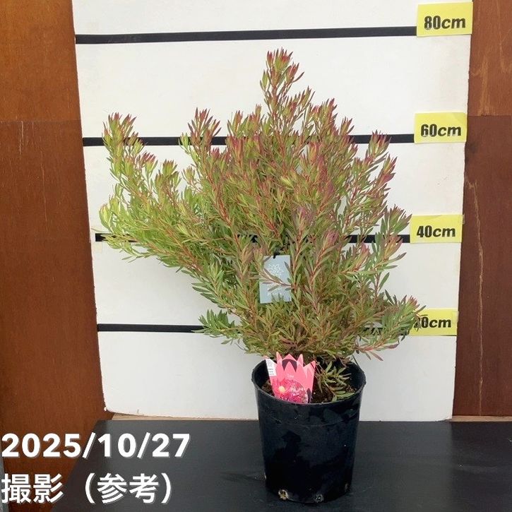 楽天市場】リューカデンドロン サファリマジック 5号鉢 Safari Magic