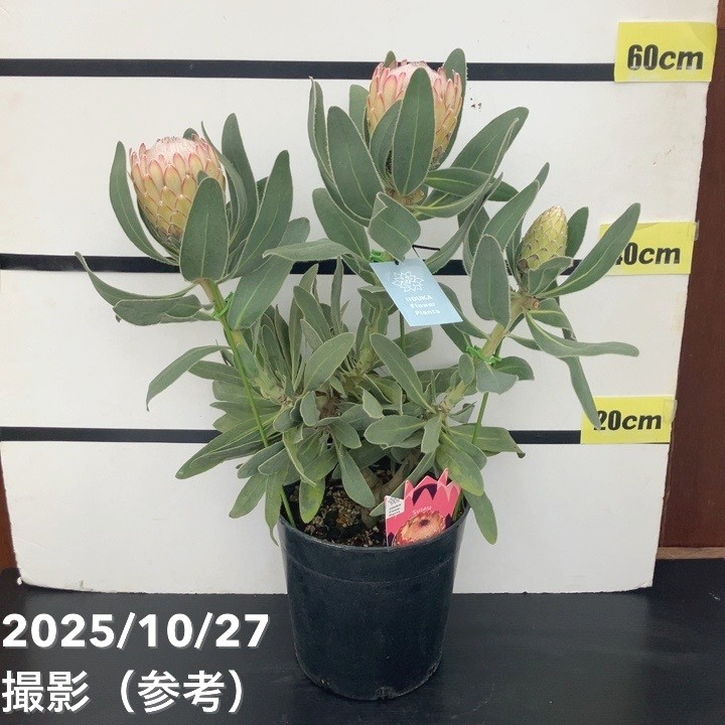 プロテア：スザーラ（大） 5号鉢植え[エキゾチックな花を咲かせる