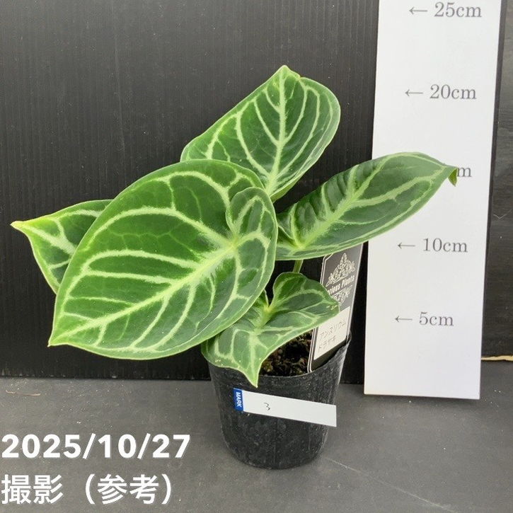 楽天市場】【現品お届け】アンスリウム キングオブスペード King of