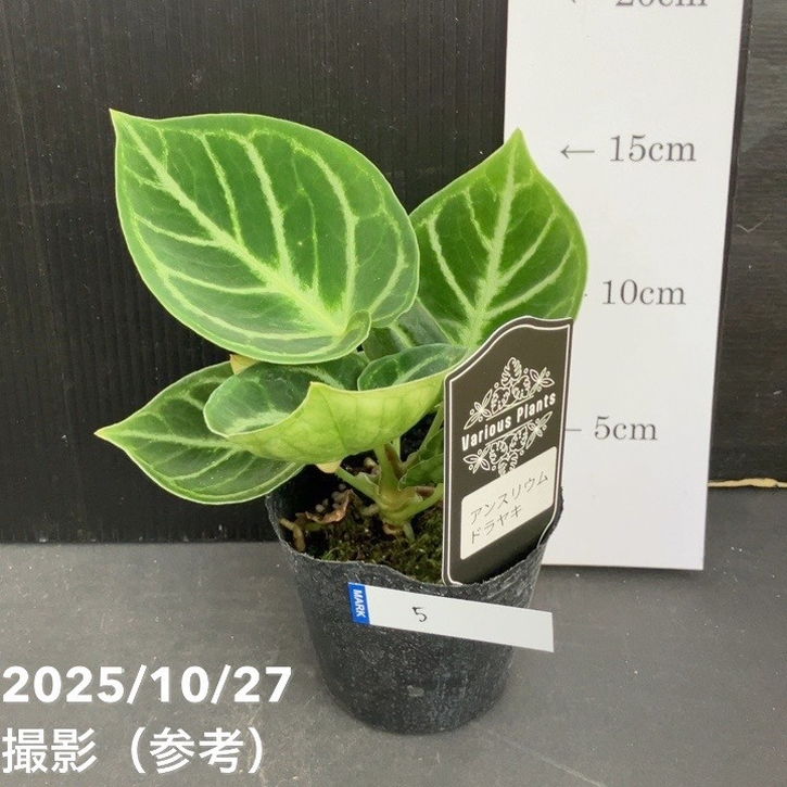 楽天市場】【現品お届け】アンスリウム キングオブスペード King of