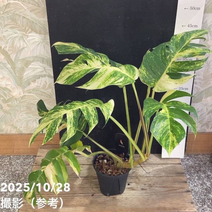 【現品】エピフィルム・グアテマレンシス　7号　黒鉢　吊り下げ（1） 楽天市場】NEW!【現品・現物】エピフィルム・グアテマレンシス 7号吊鉢