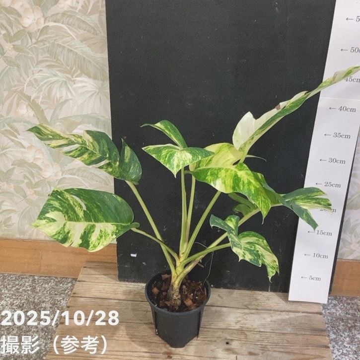 楽天市場】NEW!【現品・現物】エピフィルム・グアテマレンシス 7号吊鉢