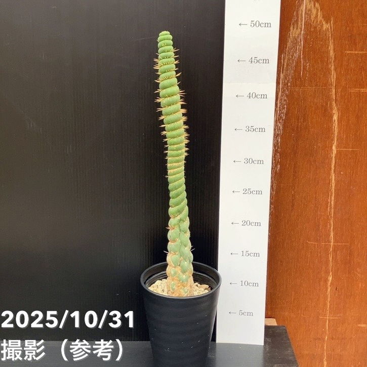 【現品お届け】ユーリキニア カスタネア スピラリス 4号（7）接木おろし｜観葉10-TU 観葉植物-花・観葉植物