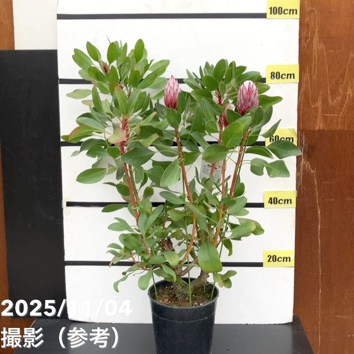 楽天市場】キングプロテア リトルプリンス 6号鉢 送料無料 オージー