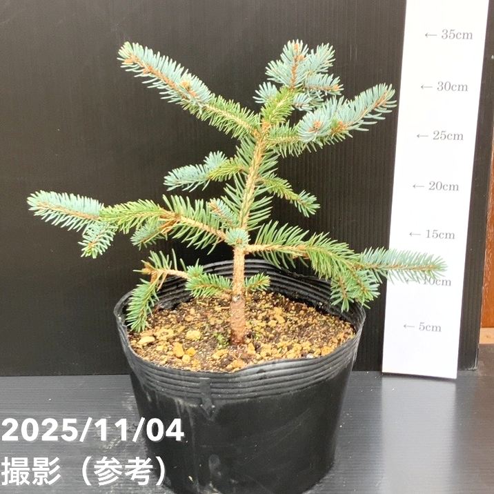 ピセアプンゲンス　コロラドトウヒ 楽天市場】ピセア・プンゲンストウヒ「コロラドトーヒ」 5号 : 千草園芸