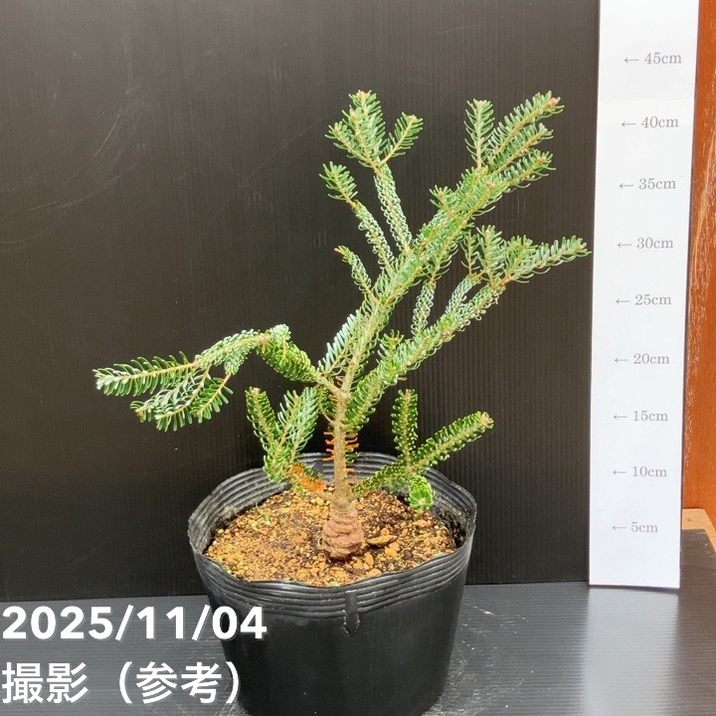 【現品お届け】真鍋庭園生産 レア品種 モミ サイシュウシラベ シルバーロック 7号（3）｜花木10-TU