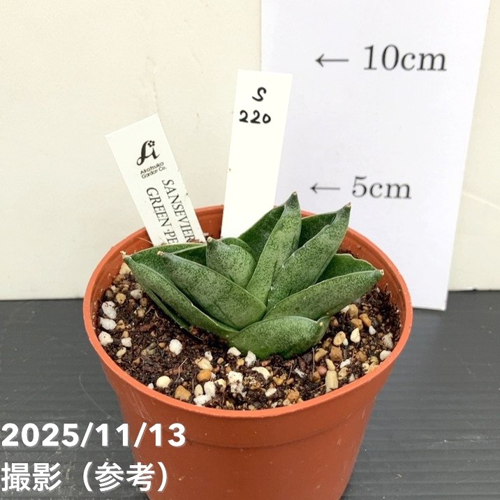 【現品お届け】サンスベリア 3号 グリーンピーチ Green peach プラ鉢（S220）｜観葉02-D2