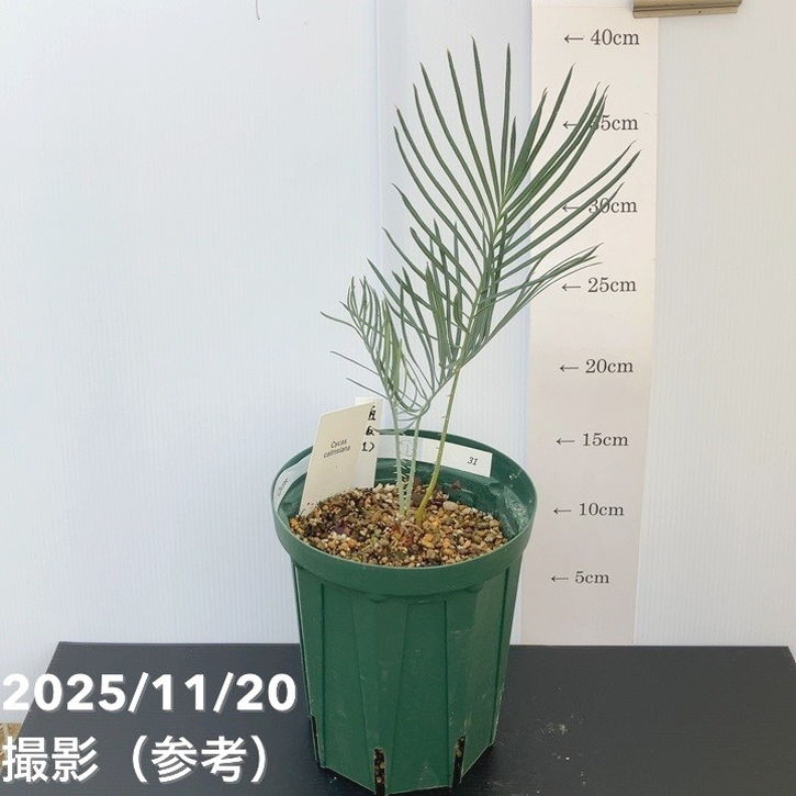 楽天市場】【選べる現品】サイカス タイシルバー（タイ原産銀葉ソテツ