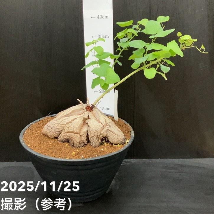 最短翌日お届け MBS4WFKSXYA 型番:MBS4WFKSXYA