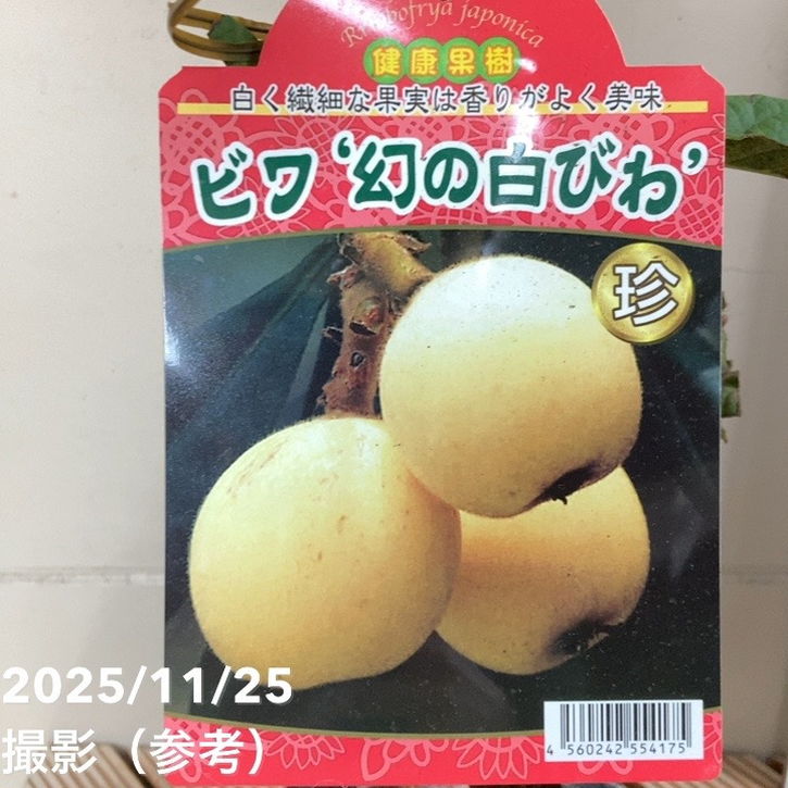 ビワ 幻の白ビワ 4.5号ロング｜果樹04-PA
