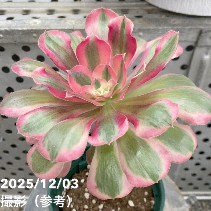 楽天市場】観葉植物：アエオニウム メデューサ錦*5号 メデューサ