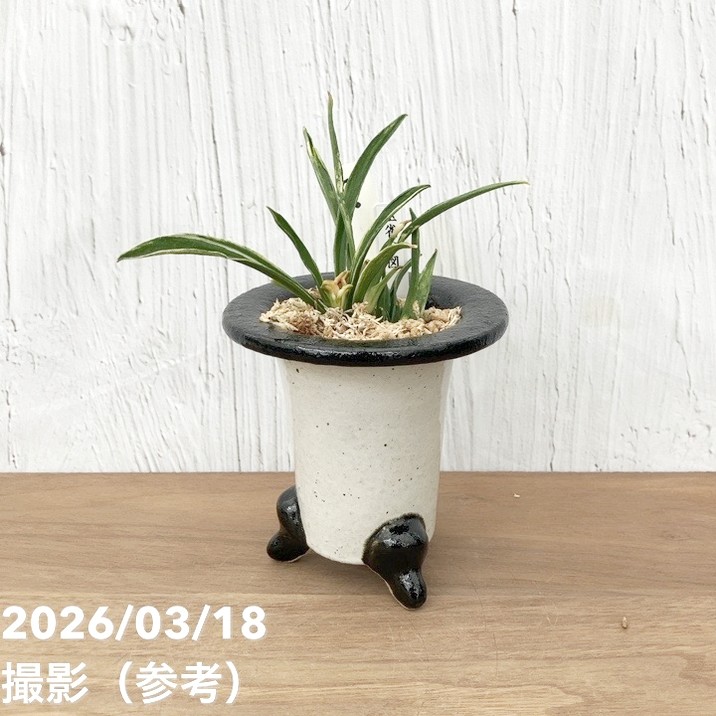 【現品お届け】豊明園 万年青 オモト 玉雀の図 陶器鉢（O16）｜観葉10-TU