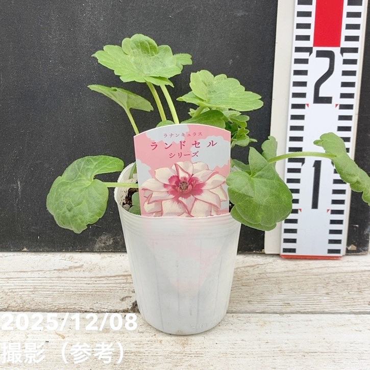 楽天市場】ラナンキュラス ランドセル 苗 サラセレネ フォティノース