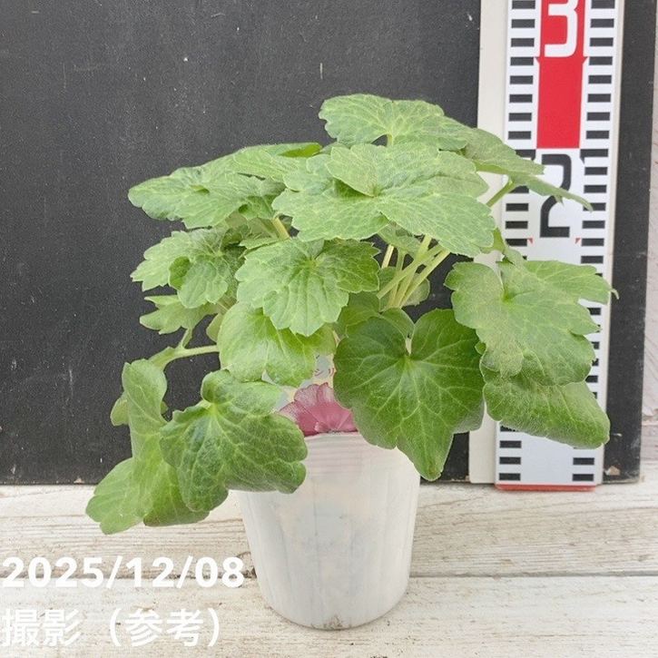 楽天市場】ラナンキュラス ランドセル 苗 サラセレネ フォティノース