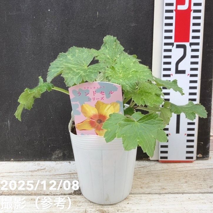 楽天市場】ラナンキュラス ランドセル サラセレネ ジャシンタ 3.5〜4号