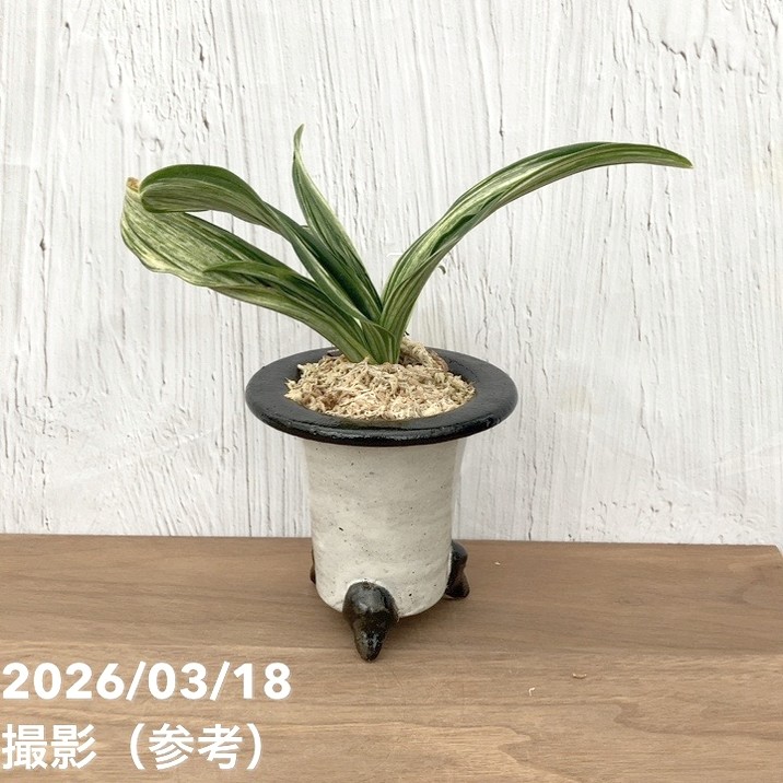 【現品お届け】豊明園 万年青 オモト 千代田の松 陶器鉢（O33）｜観葉10-TU