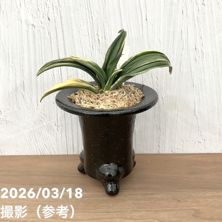 【現品お届け】豊明園 万年青 オモト 嶺雲 陶器鉢（O35）｜観葉10-TU