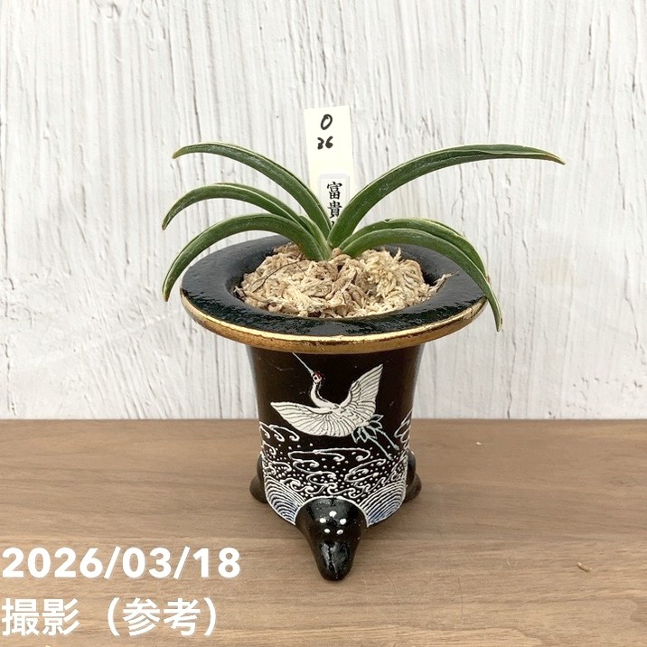 【現品お届け】豊明園 万年青 オモト 富貴殿 鶴 黒錦鉢（O36）｜観葉10-TU