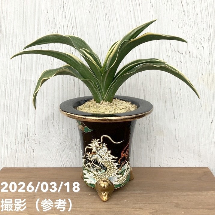 【65周年不死化P11倍】【現品お届け】豊明園 万年青 オモト 雷火丸（らいこうまる） 龍鉢（O48）｜観葉10-TU