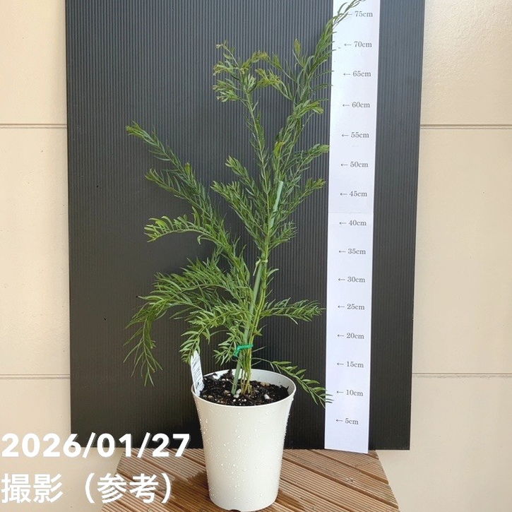 楽天市場】アカシア テレサ 5号鉢 送料無料 矮性種 庭木 苗木 花木