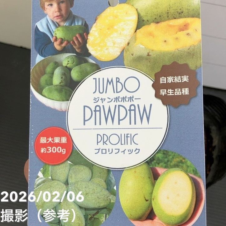 【春のP10倍還元商品】ジャンボポポー プロリフィック 5号｜果樹10-TU
