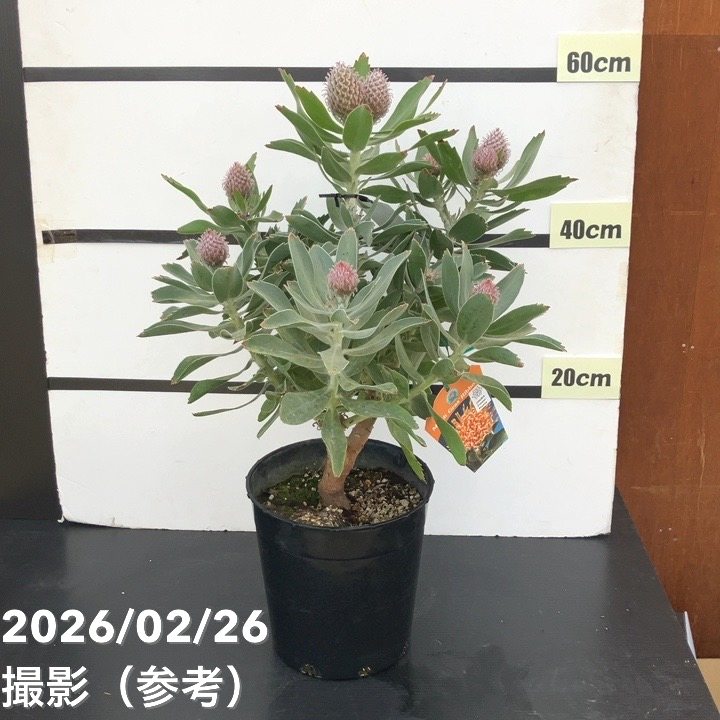 【65周年不死化P11倍】【お買い得 現品お届け】リューコスペルマム マルディグラスリボン 7号｜花木10-TU