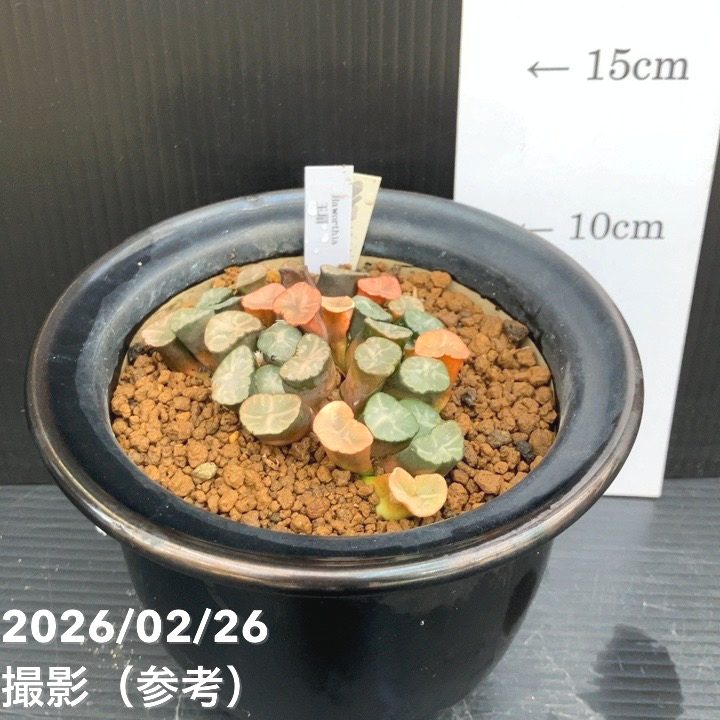 【現品お届け】ハオルチア 玉扇 4号 陶器鉢仕様（3）｜観葉10-TU