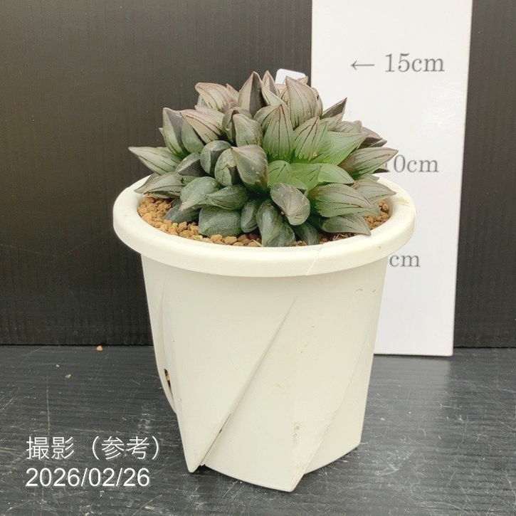 【現品お届け】ハオルチア アトロフスカ 突然変異体 4号（3）｜観葉10-TU 花・ガーデン・DIY-花・観葉植物