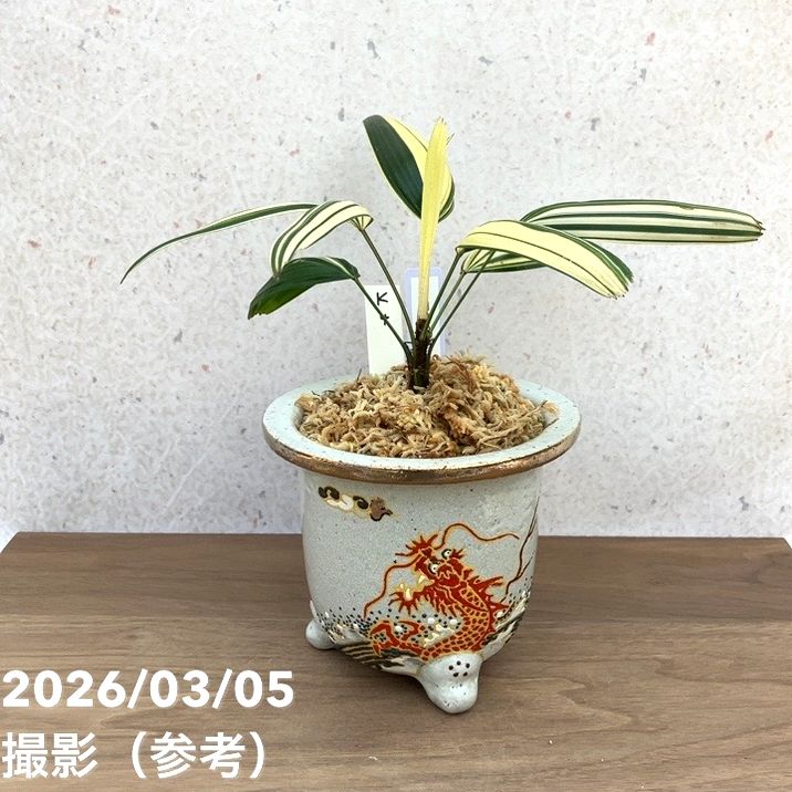 【65周年不死化P22倍】【現品お届け】観音竹 カンノンチク 鵠の縞 はくちょうのしま 錦鉢（K4）｜観葉10-TU