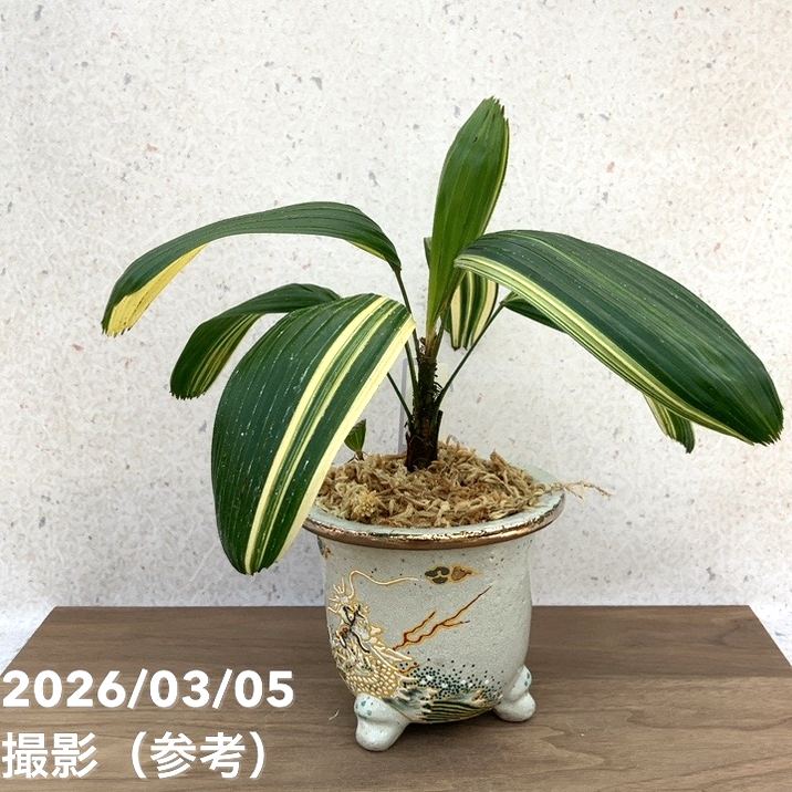 【65周年不死化P22倍】【現品お届け】観音竹 カンノンチク 天山白縞 てんざんしろしま 錦鉢（K5）｜観葉10-TU