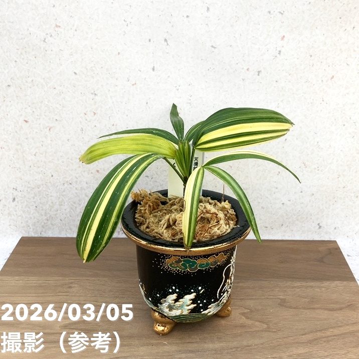 【65周年不死化P22倍】【現品お届け】観音竹 カンノンチク 天満錦 てんまんにしき 錦鉢（K6）｜観葉10-TU