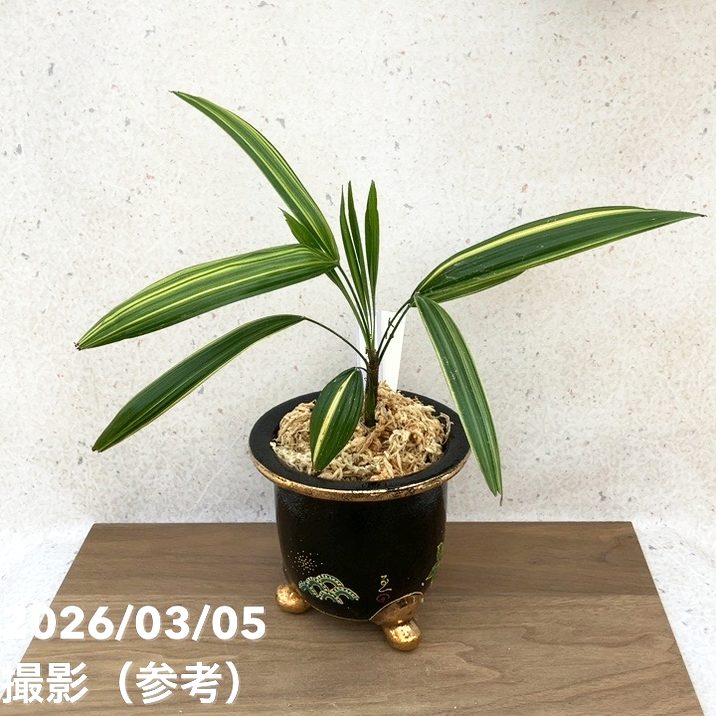 【65周年祝するP22倍】【現品お届け】観音竹 カンノンチク 金白殿 きんぱくでん 錦鉢（K10）｜観葉10-TU