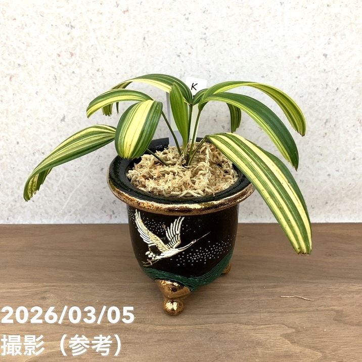 【65周年不死化P22倍】【現品お届け】観音竹 カンノンチク 寿晃 じゅこう 錦鉢（K11）｜観葉10-TU
