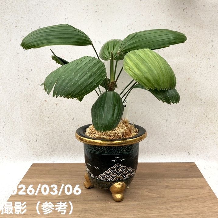 【65周年不死化P22倍】【現品お届け】観音竹 カンノンチク 大納言 だいなごん 錦鉢（K20）｜観葉10-TU
