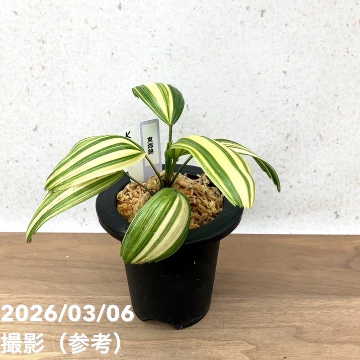 【現品お届け】観音竹 カンノンチク 東海錦 とうかいにしき プラ鉢(K25)|観葉10-TU