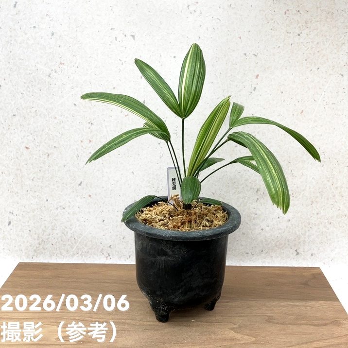 【決算P10倍！8/2まで】【現品お届け】観音竹 カンノンチク 稚児錦 ちごにしき プラ鉢（K31）｜観葉10-TU｜赤塚植物園　店