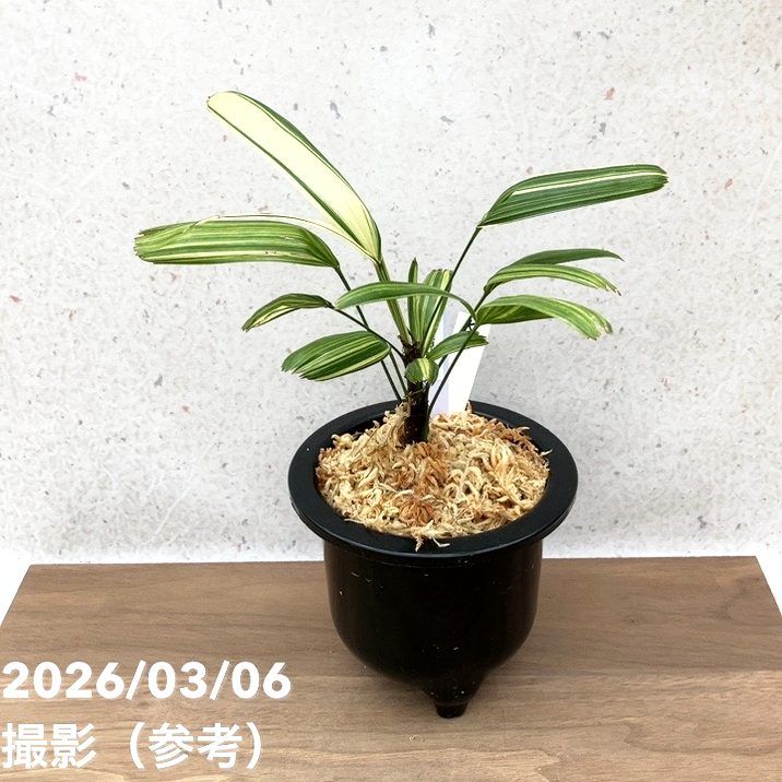 【現品お届け】観音竹 カンノンチク 稚児錦 ちごにしき プラ鉢（K32）｜観葉10-TU