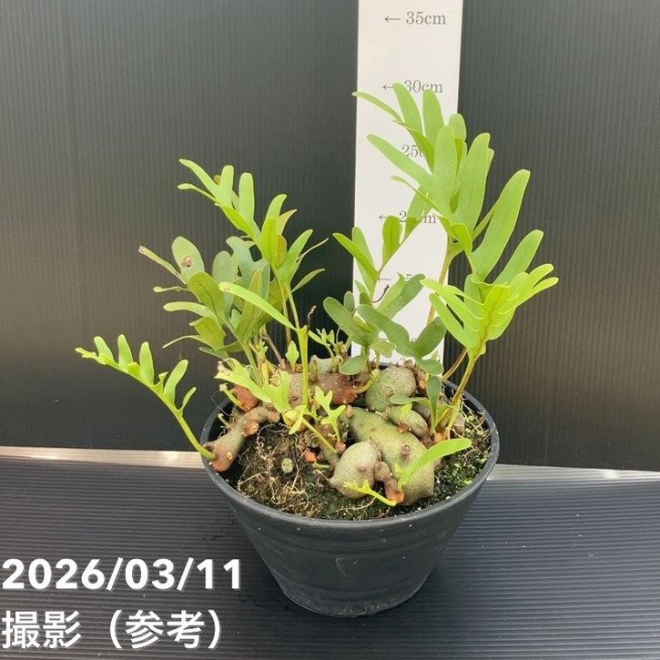 [大人気 在庫あり ] MG6MKVQYROB (MG6MKVQYROB)