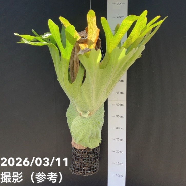 今季注目 本日発送 MM39QFYJL3L 型番:MM39QFYJL3L