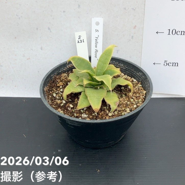 [圧倒的人気 本日発送 ] MOZTMUSD4JL (MOZTMUSD4JL)