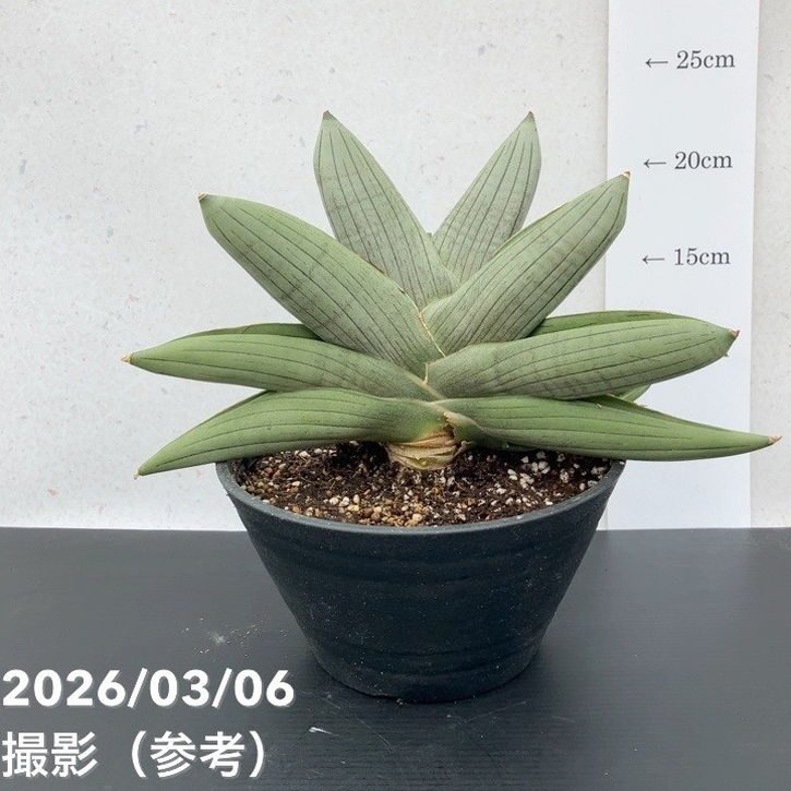 【激レア！現品お届け】サンスベリア 6号 ラグビー プラ鉢（S232）｜観葉02-D2