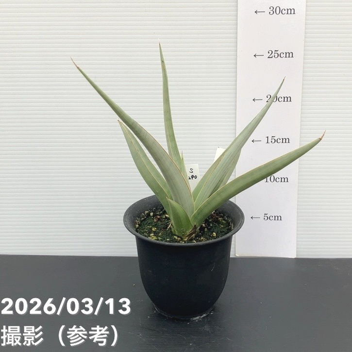 【現品お届け】サンスベリア 4号 チャオプラヤー Chaophraya（S240）｜観葉02-D2