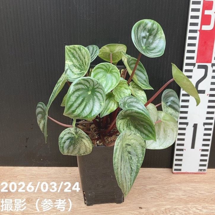 ペペロミア属 Peperomia 雪兎 4号ロング｜観葉04-PA 観葉植物-花・ガーデン・DIY